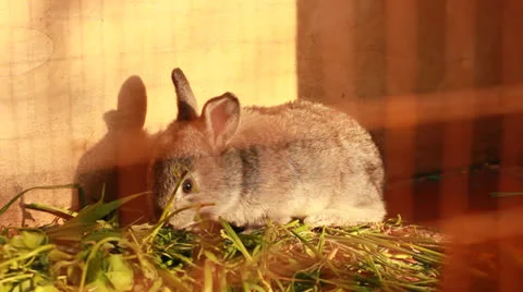 Rabbit eating grass Stock Footage 22898620