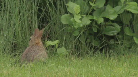 Rabbit eating grass Vidéo 24733757