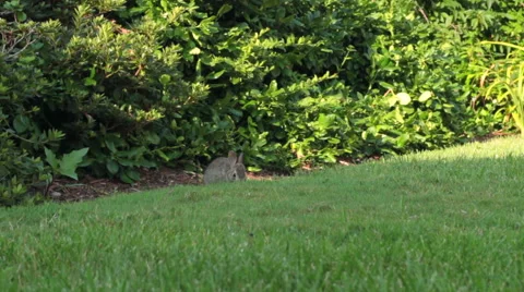 Rabbit Eating Grass Stock Footage 40963051