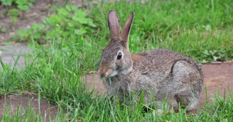Rabbit Eating Grass Stock Footage 56288100