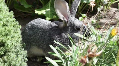 Rabbit Eating Grass Stock Footage 61345745
