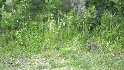 Rabbit eating in the grass 스톡 동영상 90310410