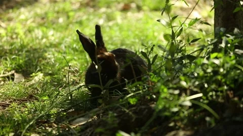Rabbit eating grass Video stock 97813150