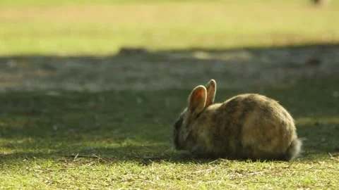 Rabbit eating grass Video stock 97813193