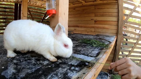 Rabbit eating grass. Stock Footage 100026784
