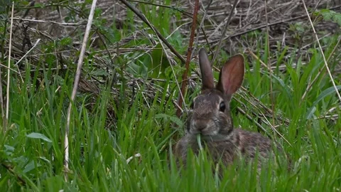 Rabbit Eating Grass Video stock 274770024