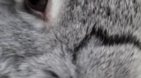 Rabbit eating grass, macro Stock Footage 50165646