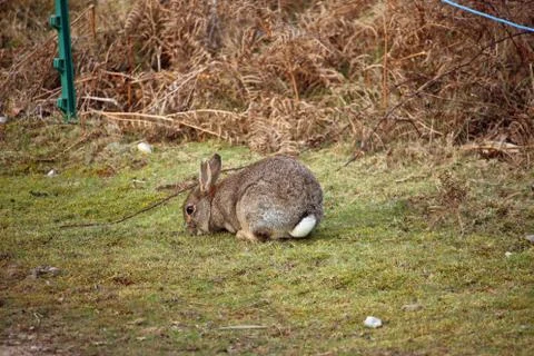 Rabbit eating grass Stock Photos