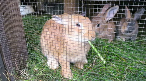 Rabbit eating green Stock Footage 56169987
