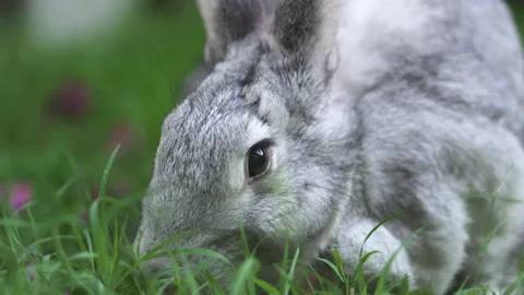 Rabbit eating green grass and pink flowers Stock Footage 227916463