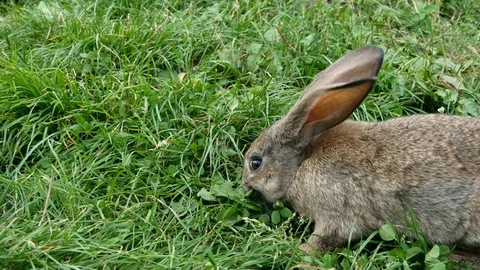Rabbit eating green grass. Stock Footage 117937545