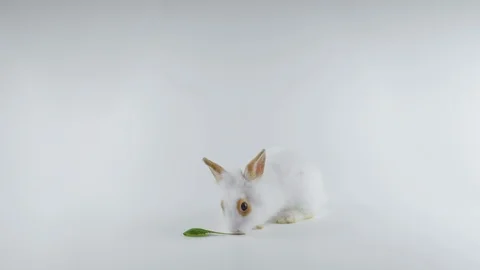 Rabbit eating green leaf, white background Stock Footage 102421916