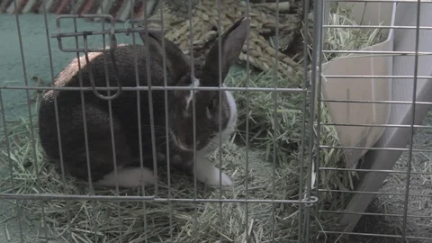Rabbit eating hay 库存影片 114891601
