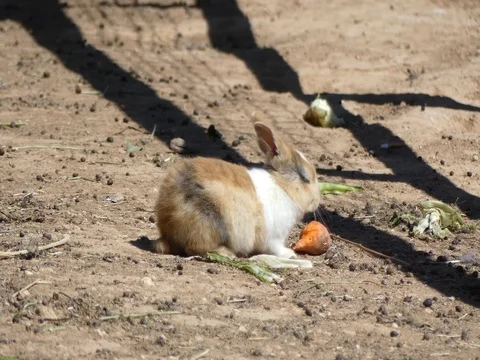 A rabbit eating karrot Stock Footage 74362697