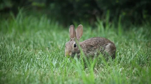 Rabbit eating, rabbit foraging Stock-Footage 52758345