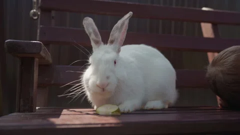 Rabbit Eating Slice On Bench While Child Leans In, Playful Backyard Interaction Stock Footage 327093315