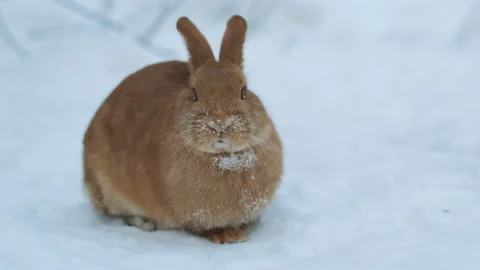 Rabbit eating in the snow and looking into camera Stock Footage 213623209