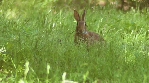 Rabbit eating in tall grass Video stock 79818726
