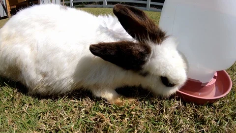 Rabbit eating water. Stock Footage 100025925