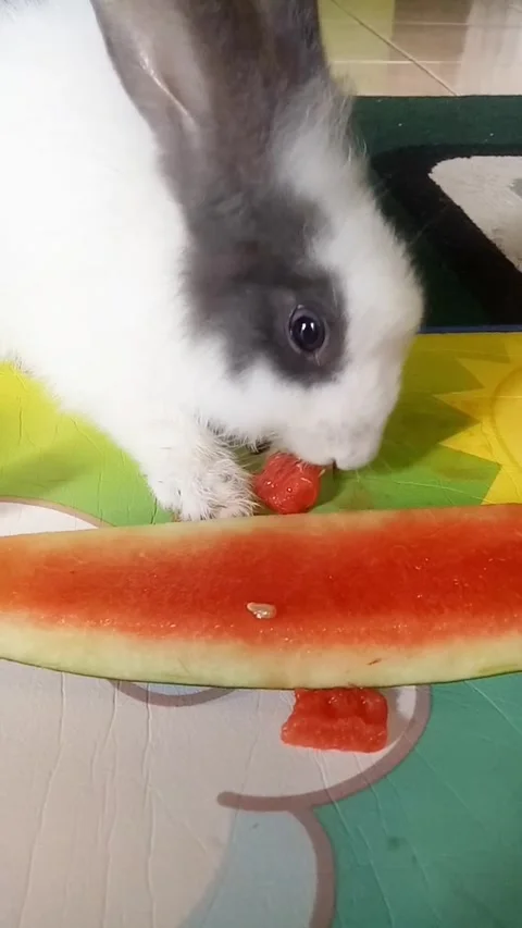 The rabbit is eating watermelon 库存影片 290772673