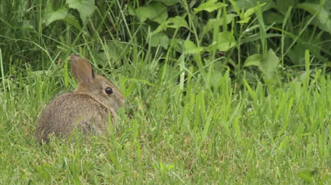 Rabbit eats and exits left Vidéo 24733944