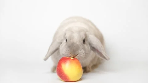 Rabbit eats an apple on a white background Vídeo Stock 236844886