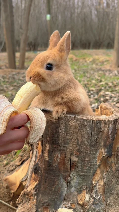 Rabbit eats banana Stock Footage 304265960
