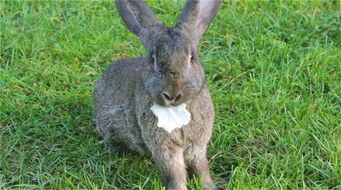 Rabbit eats cabbage Video stock 45425429