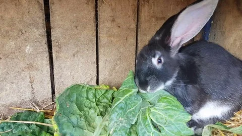 The rabbit eats cabbage Stock-Footage 114391235