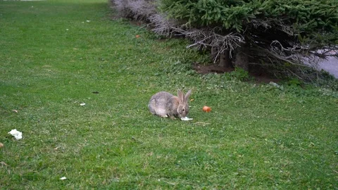 Rabbit eats cabbage Video stock 116499976