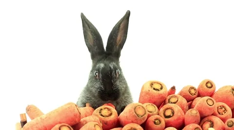 Rabbit eats carrot and looks at camera. Stock Footage 54548486