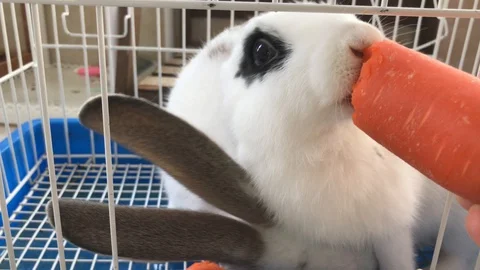 Rabbit eats carrot Stock Footage 129705678
