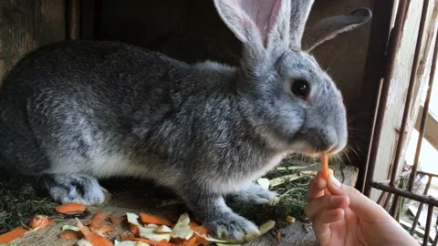 Rabbit eats carrot Stock Footage 134477098
