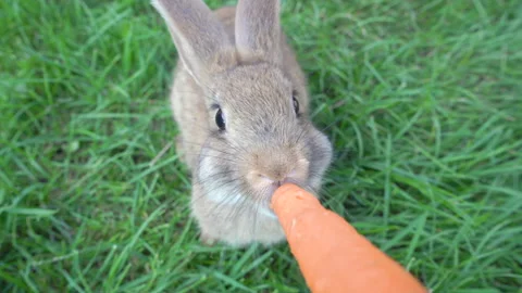 A rabbit eats a carrot from his hands Video stock 251715300