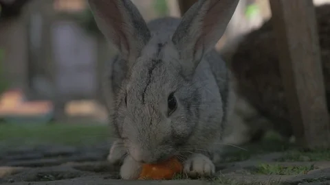 Rabbit eats carrot in Ubud, Indonesia. 動画素材 90651246