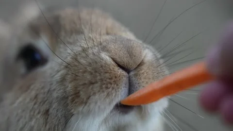 Rabbit eats carrots with his hands. Feeding rabbits. Vidéo 189920793