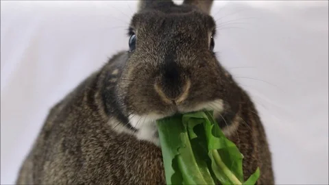 Rabbit eats dandelion and smiles Stock Footage 102494065