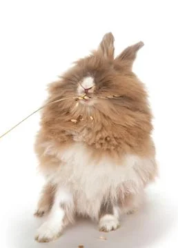 Rabbit eats an ear of wheat. Stock Photos
