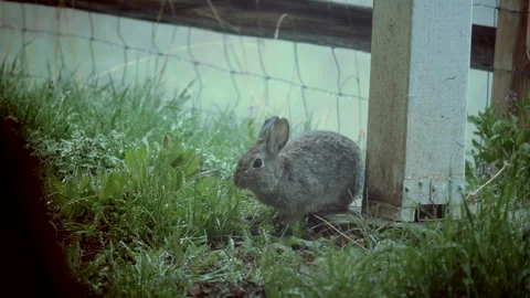 Rabbit eats grass in backyard Stock Footage 307713807