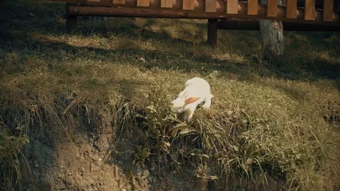 Rabbit eats grass Stock Footage 95998772