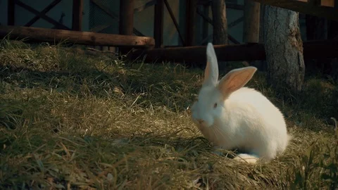 Rabbit eats grass Stock Footage 95998809
