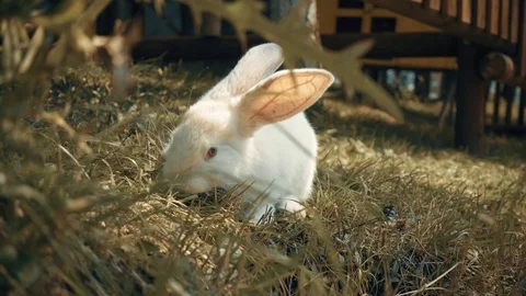 Rabbit eats grass Stock-Footage 95998852
