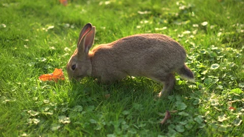 Rabbit eats grass on a green lawn in the sunlight. Close-up. Animal in city park Stock Footage 141217653