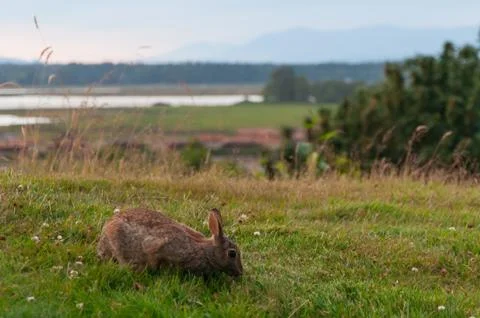 Rabbit eats a grass Stock Photos