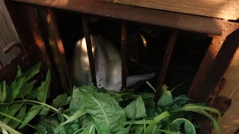 Rabbit eats grass sitting in a cage Stockbeeldmateriaal 132782279