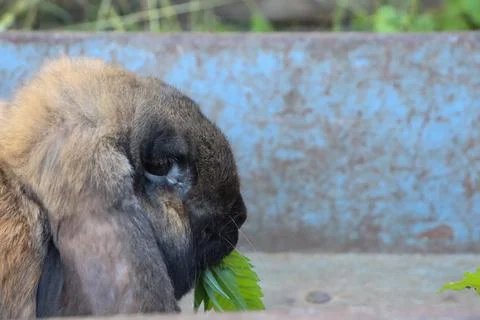 Rabbit eats green leaves in a garden during daylight, enjoying a simple meal in Stock Photos