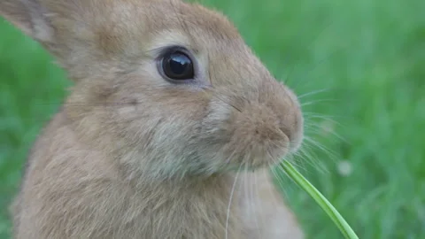 Rabbit eats a green shoot close-up Vídeos de archivo 252120523