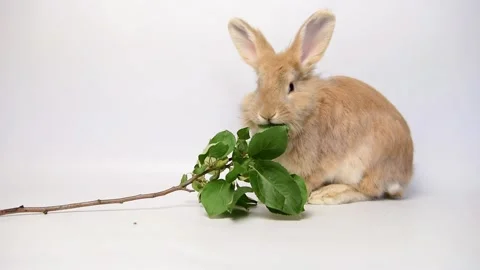 A rabbit eats a green sprig of a fruit tree. Stock Footage 157419110