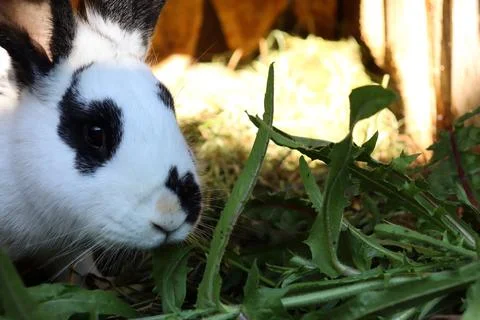 Rabbit eats greens in a barn during daytime Foto stock