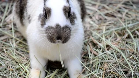 Rabbit eats hay Stock Footage 8508174